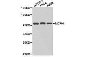 Western Blotting (WB) image for anti-Minichromosome Maintenance Deficient 4 (MCM4) antibody (ABIN1873665) (MCM4 antibody)