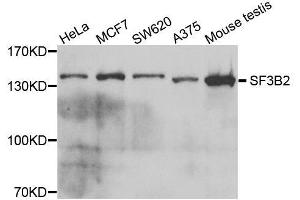 Western blot analysis of extracts of various cell lines, using SF3B2 antibody.