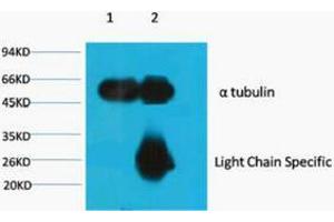 Immunoprecipitation (IP) analysis: 1) Input: Mouse Brain Tissue Lysate. (alpha Tubulin antibody)