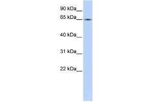 WB Suggested Anti-LMNB2 Antibody Titration:  0. (Lamin B2 antibody  (Middle Region))
