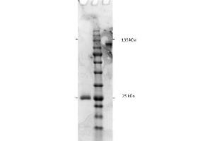 SDS-PAGE results of Goat F(ab')2 Anti-Rat IgG F(c) Antibody. (Goat anti-Rat IgG (Fc Region) Antibody - Preadsorbed)