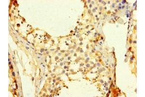 Immunohistochemistry of paraffin-embedded human testis tissue using ABIN7158857 at dilution of 1:100 (CDC25C antibody  (AA 1-473))