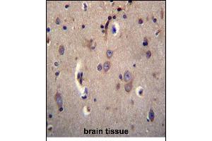 DTNA Antibody (C-term) (ABIN656504 and ABIN2845776) immunohistochemistry analysis in formalin fixed and paraffin embedded human brain tissue followed by peroxidase conjugation of the secondary antibody and DAB staining. (DTNA antibody  (C-Term))