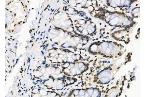 ABIN6264713 and ABIN6279761 at 1/100 staining Rat stomach tissue by IHC-P. (RFPL2 antibody  (Internal Region))