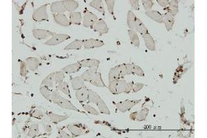 Image no. 1 for anti-Non-SMC Condensin I Complex, Subunit G (NCAPG) (AA 336-435) antibody (ABIN599293) (NCAPG antibody  (AA 336-435))