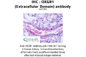 Image no. 1 for anti-Oxoglutarate (Alpha-Ketoglutarate) Receptor 1 (OXGR1) (2nd Extracellular Domain) antibody (ABIN1737720) (OXGR1 antibody  (2nd Extracellular Domain))