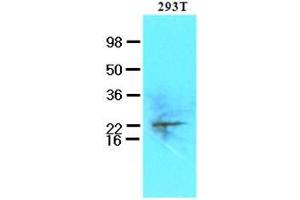 Western Blotting (WB) image for anti-Ubiquitin-Conjugating Enzyme E2S (UBE2S) (AA 1-222), (N-Term) antibody (ABIN452460) (UBE2S antibody  (N-Term))