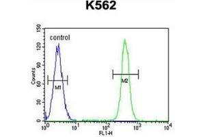 Flow cytometric analysis of K562 cells using MOGT1 Antibody (C-term) Cat. (MOGAT1 antibody  (C-Term))