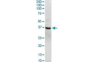 Western Blotting (WB) image for anti-Guanine Nucleotide Binding Protein (G Protein), Q Polypeptide (GNAQ) (AA 101-200) antibody (ABIN516106)