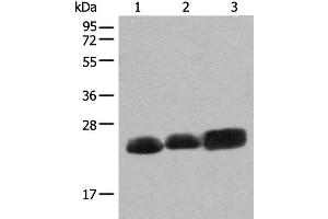 Western blot analysis of Mouse brain tissue Rat brain tissue and Human cerebrum tissue lysates using CEND1 Polyclonal Antibody at dilution of 1:500