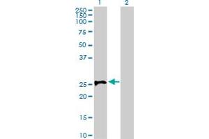 Western Blot analysis of STX1A expression in transfected 293T cell line by STX1A MaxPab polyclonal antibody. (STX1A antibody  (AA 1-251))