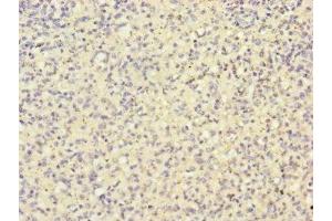 Immunohistochemistry of paraffin-embedded human spleen tissue using ABIN7155154 at dilution of 1:100 (HK3 antibody  (AA 1-270))