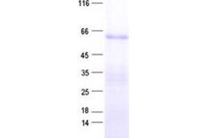 Validation with Western Blot (ZNF266 Protein (His tag))
