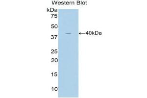 Western Blotting (WB) image for anti-Cholecystokinin (CCK) (AA 1-115) antibody (ABIN1858279) (Cholecystokinin antibody  (AA 1-115))