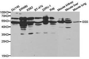 Western Blotting (WB) image for anti-Glutathione Synthetase (GSS) antibody (ABIN1872909) (Glutathione Synthetase antibody)