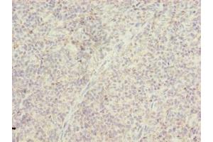 Immunohistochemistry of paraffin-embedded human tonsil tissue using ABIN7172965 at dilution of 1:100 (TMTC4 antibody  (AA 245-376))