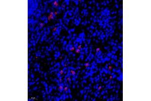 Immunofluorescence (Paraffin-embedded Sections) (IF (p)) image for anti-Ubiquitin Protein Ligase E3A (ube3a) antibody (ABIN7076105)