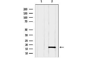 anti-Glia Maturation Factor, gamma (GMFG) (Internal Region) antibody