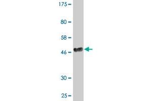 Western Blot detection against Immunogen (46. (BATF2 antibody  (AA 1-189))