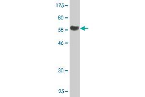 Western Blotting (WB) image for anti-alpha-2-HS-Glycoprotein (AHSG) (AA 19-367) antibody (ABIN513214)