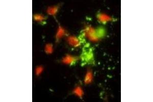 Immunofluorescence (IF) image for anti-Signal Recognition Particle 72kDa (SRP72) antibody (ABIN3002878) (SRP72 antibody)