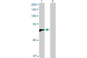 Western Blot analysis of ARHGEF5 expression in transfected 293T cell line by ARHGEF5 MaxPab polyclonal antibody. (ARHGEF5 antibody  (AA 1-519))