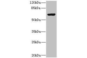 SLC13A2 Antikörper  (AA 345-455)