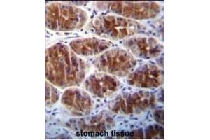 AREG Antibody (C-term) (ABIN392202 and ABIN2841903) immunohistochemistry analysis in formalin fixed and paraffin embedded human stomach tissue followed by peroxidase conjugation of the secondary antibody and DAB staining. (Amphiregulin antibody  (C-Term))