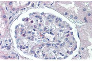 Immunohistochemistry with Human kidney lysate tissue at an antibody concentration of 5. (PODXL antibody  (Middle Region))