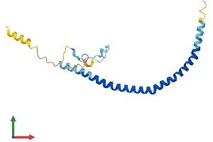 AlphaFold protein structure predicition of Human Recombinant CAV2 Protein, UniprotID P51636
