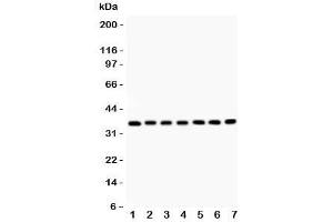 Western blot testing of RACK1 antibody and Lane 1:  mouse liver;  2: rat spleen;  3: (m) spleen;  4: human SMMC-7721;  5: (h) HEPG2;  6: (m) HEPA;  7: (r) RH35 lysate. (GNB2L1 antibody  (AA 2-317))