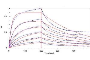 Loaded Biotinylated Human ACE2, His,Avitag ( ABI6952431) on SA Biosensor, can bind 2019-nCoV S1 protein, His Tag ( ABIN6952427) with an affinity constant of 33. (ACE2 Protein (His tag,AVI tag,Biotin))