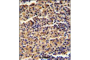 Formalin-fixed and paraffin-embedded human spleen reacted with ALKBH8 Antibody , which was peroxidase-conjugated to the secondary antibody, followed by DAB staining. (ALKBH8 antibody  (C-Term))
