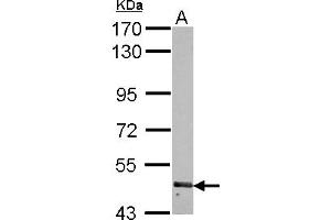 Western Blotting (WB) image for anti-Ring Finger Protein 180 (RNF180) (AA 9-302) antibody (ABIN1500720) (RNF180 antibody  (AA 9-302))