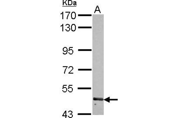 RNF180 antibody  (AA 9-302)