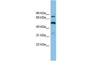 WB Suggested Anti-SLC26A1 Antibody Titration: 0. (SLC26A1 antibody  (Middle Region))