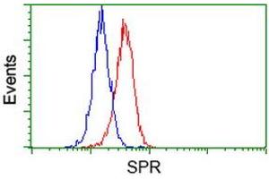 Image no. 3 for anti-Sepiapterin Reductase (SPR) antibody (ABIN1501113) (SPR antibody)