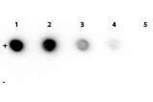 Dot Blot of Mouse anti-Rhodamine Monoclonal Antibody. (Rhodamine antibody)