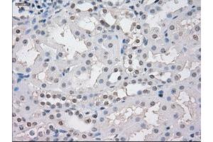 Image no. 1 for anti-Signal Transducer and Activator of Transcription 1, 91kDa (STAT1) antibody (ABIN1501169) (STAT1 antibody)