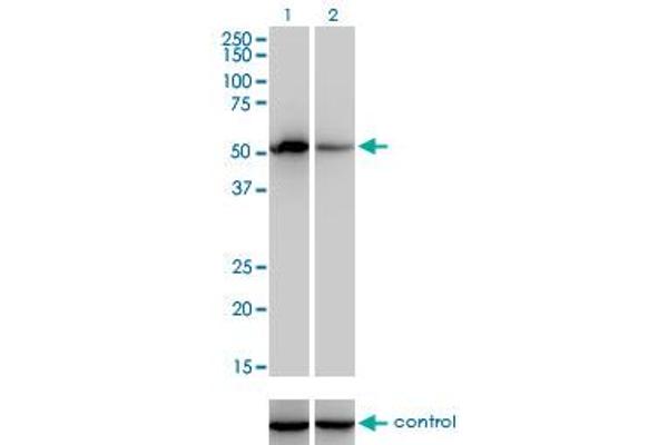 Coagulation Factor IX antibody  (AA 96-190)