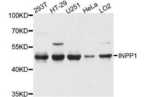 Western blot analysis of extracts of various cell lines, using INPP1 antibody. (INPP1 antibody  (AA 1-180))