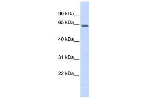 Western Blotting (WB) image for anti-Myocyte Enhancer Factor 2A (MEF2A) (N-Term) antibody (ABIN2780691)