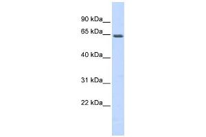 WB Suggested Anti-MEF2A Antibody Titration: 0. (MEF2A antibody  (N-Term))