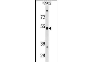 CXCR5 Antibody (N-term) (ABIN1881245 and ABIN2838854) western blot analysis in K562 cell line lysates (35 μg/lane).