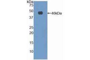 WB of Protein Standard: different control antibodies against Highly purified E. (Fibrillin 1 ELISA Kit)