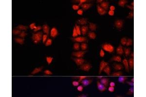 Immunofluorescence analysis of HeLa cells using BMP1 Polyclonal Antibody at dilution of 1:100.