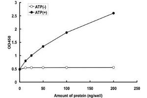 Image no. 2 for Transforming Growth Factor, beta Receptor II (70/80kDa) (TGFBR2) (AA 194-567) (Active) protein (GST tag) (ABIN5569837) (TGFBR2 Protein (AA 194-567) (GST tag))