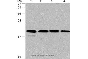 Western blot analysis of PC3 and 293T cell, human liver cancer tissue and hela cell, using PPIF Polyclonal Antibody at dilution of 1:500 (PPIF antibody)
