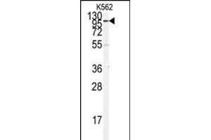 Western blot analysis of anti-ACE2 (SARS Receptor) Antibody (N-term) (ABIN390045 and ABIN2840582) in K562 cell line lysates (35 μg/lane). (ACE2 antibody  (N-Term))