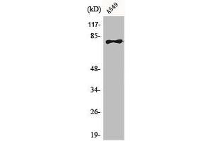 Western Blot analysis of A549 cells using BRD3 Polyclonal Antibody (BRD3 antibody  (C-Term))